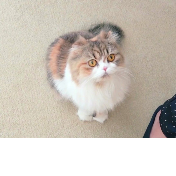 H vs MR KRABS MEME!!!!!