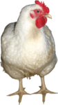 Xzegaven