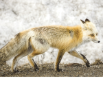 Crested Fox