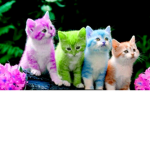 ~!*The Pack *!~