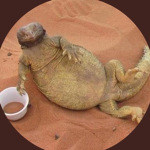 مين يبي حمضيات