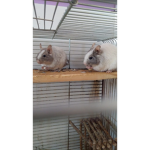 Mouse Club for all