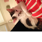 Cat Republic