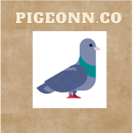 PIGEONN.CO