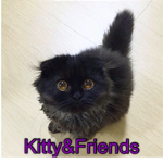 Kitty&Friends