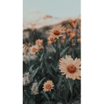 $~The Sunflower Squad~$