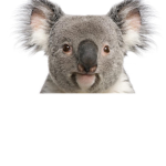 TEAM KOALA FOR LIFE BRUH