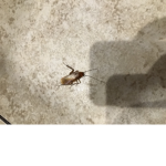 Roaches productions