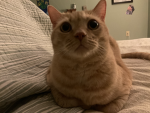Jeffcato2