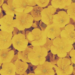 * Flowey group *