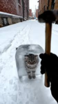 icey kitty