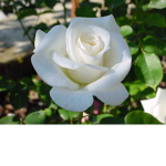 The Happy rose