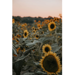 Rainy's Sunflowers!
