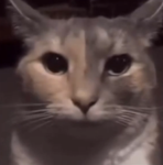 mischievous cats