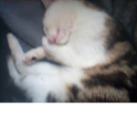 Cat pat studios