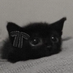 Gatitas Gang