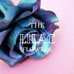 The lilac flowers