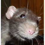 The Rat- CHEESEEE
