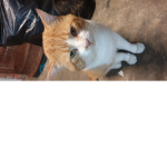 Mr catty cat group