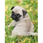 Pro Pug gamers