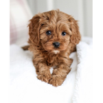 Adopt me name:Leah