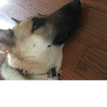 Jade the German Shepard group
