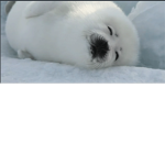 The Stylishly Sassy Seals