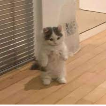 cats