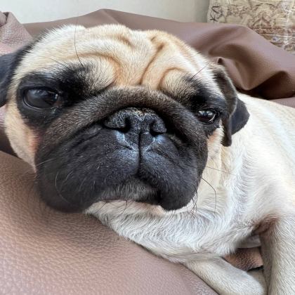 Pug Sky