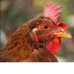danchicken club