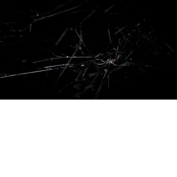 🕸️