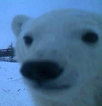 Polar Holdings
