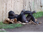 Monke onIy group