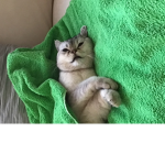 kitty cat Dany