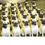 Pugs are dounuts :3