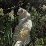 ~ᴀᴇsᴛʜᴇᴛɪᴄ ᴘᴇᴀʀʟs