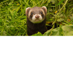 the amazing ferrets