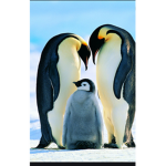 Home Of The Penguins