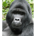 Gorilla gods United