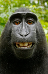 The Super Cool Monkey Kingdom