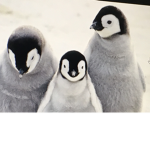 Penguin power;)