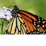 Butterfly Change