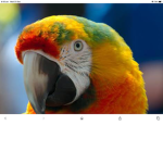 Birds men