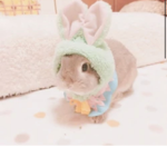 Aesthetic friendly bunnies!
