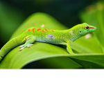 lizards.