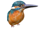 Kingfisher (Shoulder)