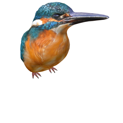 Kingfisher (Shoulder)