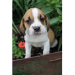 puppy_squadXD