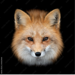 LFD FOXS