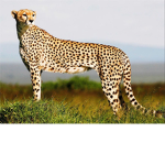 Cheetahs jackals fun